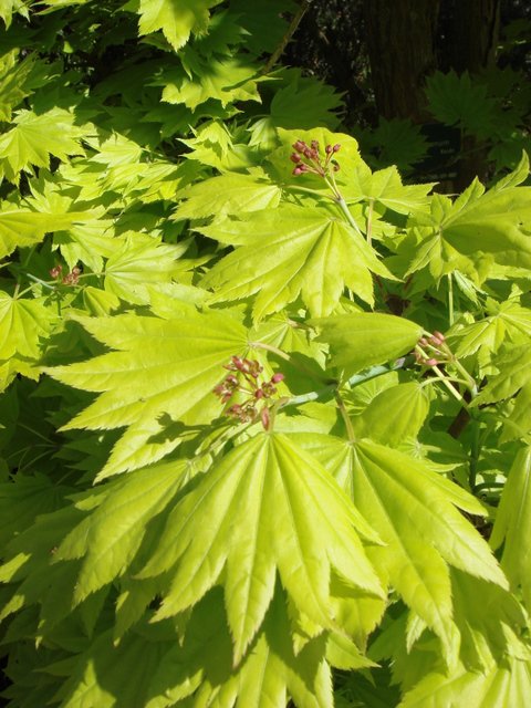 Acer shirasawanum 'Aureum' feuille